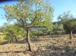 Terreno R�stico - Barca D�Alva, Figueira de Castelo Rodrigo, Guarda - Miniatura: 8/9