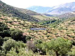 Terreno R�stico - Barca D�Alva, Figueira de Castelo Rodrigo, Guarda - Miniatura: 2/9