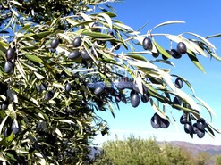 Terreno R�stico - Barca D�Alva, Figueira de Castelo Rodrigo, Guarda - Miniatura: 3/9