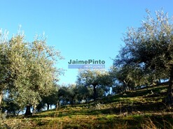 Terreno R�stico - Barca D�Alva, Figueira de Castelo Rodrigo, Guarda - Miniatura: 5/9