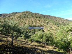 Terreno R�stico - Barca D�Alva, Figueira de Castelo Rodrigo, Guarda - Miniatura: 7/9