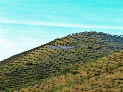 Terreno R�stico - Barca D�Alva, Figueira de Castelo Rodrigo, Guarda - Miniatura: 8/9