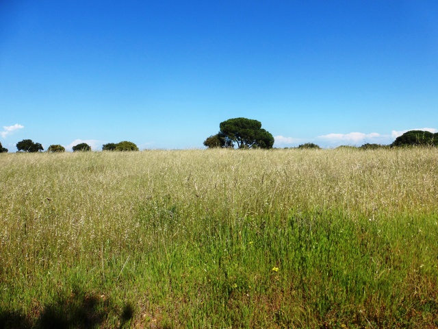 Quinta - Estremoz, Estremoz, vora - Imagem grande