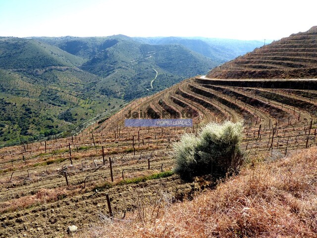 Terreno R�stico - Figueira de Castelo Rodrigo, Figueira de Castelo Rodrigo, Guarda - Imagem grande