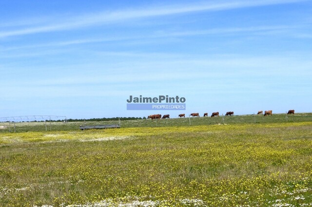 Quinta T3 - Beja, Beja, Beja - Imagem grande