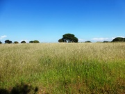 Quinta - Estremoz, Estremoz, vora