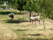 Moradia T5 - Soalh�es, Marco de Canaveses, Porto - Miniatura: 4/8