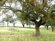 Quinta - Estremoz, Estremoz, vora - Miniatura: 4/6