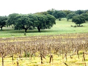 Quinta - Estremoz, Estremoz, vora - Miniatura: 5/6