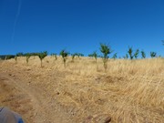Quinta - Pinhel, Pinhel, Guarda - Miniatura: 3/9