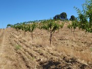 Quinta - Pinhel, Pinhel, Guarda - Miniatura: 4/9
