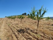 Quinta - Pinhel, Pinhel, Guarda - Miniatura: 6/9