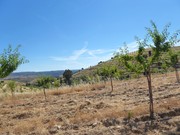 Quinta - Pinhel, Pinhel, Guarda - Miniatura: 7/9