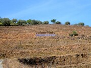Terreno R�stico - Figueira de Castelo Rodrigo, Figueira de Castelo Rodrigo, Guarda - Miniatura: 6/9