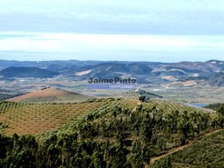 Terreno Rstico - Alfadega da F, Alfndega da F, Bragana - Miniatura: 8/9