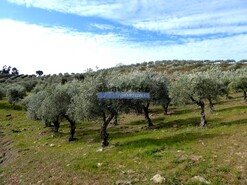 Terreno Rstico - Alfadega da F, Alfndega da F, Bragana - Miniatura: 9/9