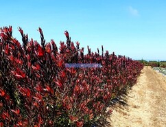 Quinta - Lagos, Lagos, Faro (Algarve) - Miniatura: 3/9