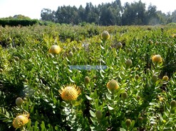 Quinta - Lagos, Lagos, Faro (Algarve) - Miniatura: 4/9