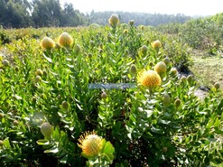 Quinta - Lagos, Lagos, Faro (Algarve) - Miniatura: 8/9