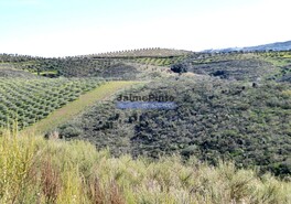 Terreno Rstico - Cerejais, Alfndega da F, Bragana - Miniatura: 2/9
