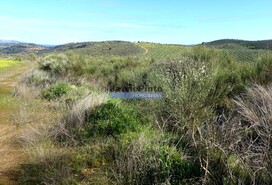 Terreno Rstico - Cerejais, Alfndega da F, Bragana - Miniatura: 7/9