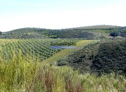 Terreno Rstico - Cerejais, Alfndega da F, Bragana - Miniatura: 8/9