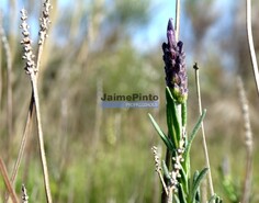 Terreno Rstico - Cerejais, Alfndega da F, Bragana - Miniatura: 9/9