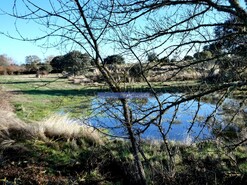 Terreno Rstico - Escalho, Figueira de Castelo Rodrigo, Guarda - Miniatura: 7/7
