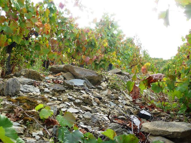 Quinta - Tabuaço, Tabuaço, Viseu - Imagem grande