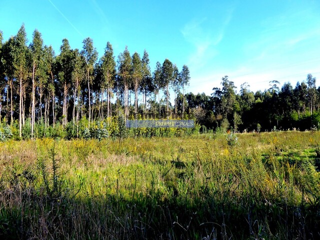 Terreno Industrial - Cacia, Aveiro, Aveiro - Imagem grande