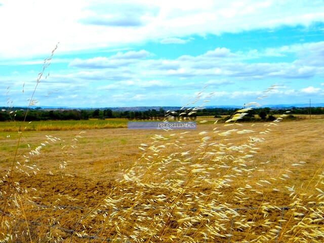 Terreno R�stico - Figueira de Castelo Rodrigo, Figueira de Castelo Rodrigo, Guarda - Imagem grande