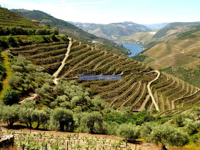 Terreno Rústico - Gouvães do Douro, Sabrosa, Vila Real - Imagem grande