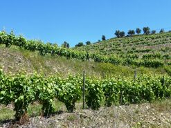 Quinta - Pinh�o, Alij�, Vila Real