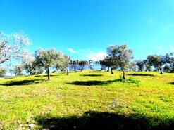 Quinta - Vila Flor, Vila Flor, Bragana
