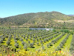 Terreno Rstico - Vila Nova de Foz Ca, Vila Nova de Foz Ca, Guarda