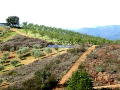 Terreno Rstico - Vilarelhos, Alfndega da F, Bragana