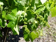 Quinta - Pinh�o, Alij�, Vila Real - Miniatura: 1/9