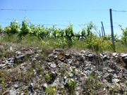 Quinta - Pinh�o, Alij�, Vila Real - Miniatura: 2/9