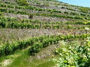 Quinta - Pinh�o, Alij�, Vila Real - Miniatura: 4/9