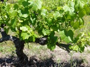 Quinta - Pinh�o, Alij�, Vila Real - Miniatura: 5/9