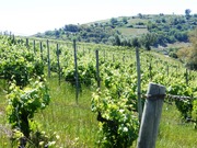 Quinta - Pinh�o, Alij�, Vila Real - Miniatura: 7/9