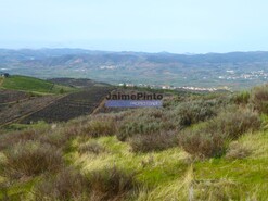 Terreno Rstico - Alfadega da F, Alfndega da F, Bragana - Miniatura: 2/6