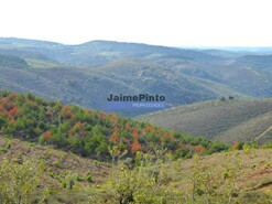 Terreno Rstico - Alfadega da F, Alfndega da F, Bragana - Miniatura: 4/6