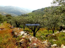 Terreno Rstico - Gouves do Douro, Sabrosa, Vila Real - Miniatura: 6/9