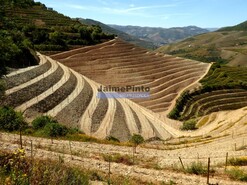 Terreno Rstico - Gouves do Douro, Sabrosa, Vila Real - Miniatura: 8/9