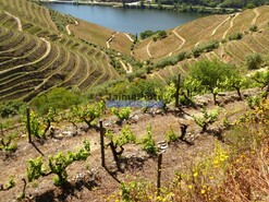 Terreno Rstico - Gouves do Douro, Sabrosa, Vila Real - Miniatura: 9/9