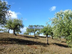 Terreno R�stico - Escalh�o, Figueira de Castelo Rodrigo, Guarda - Miniatura: 8/9