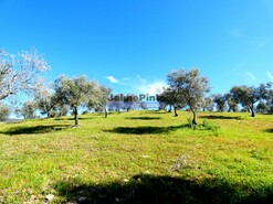 Quinta - Vila Flor, Vila Flor, Bragana - Miniatura: 1/9