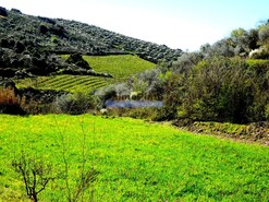 Quinta - Vila Flor, Vila Flor, Bragana - Miniatura: 5/9