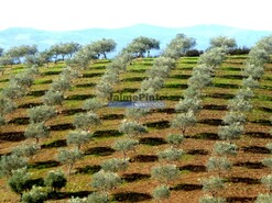 Terreno Rstico - Vilarelhos, Alfndega da F, Bragana - Miniatura: 8/9
